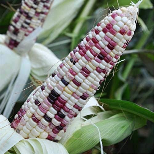 Corn Seeds 20g Glass Gem Corn Sweet Giant Waxy Sticky Corn Survival Garden Veget Fruit Seeds