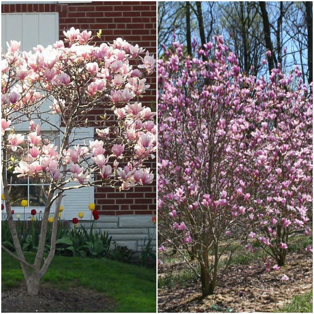 Jane Magnolia Tree Hardy Healthy Established Rooted 1 Plant in 1 Gallon