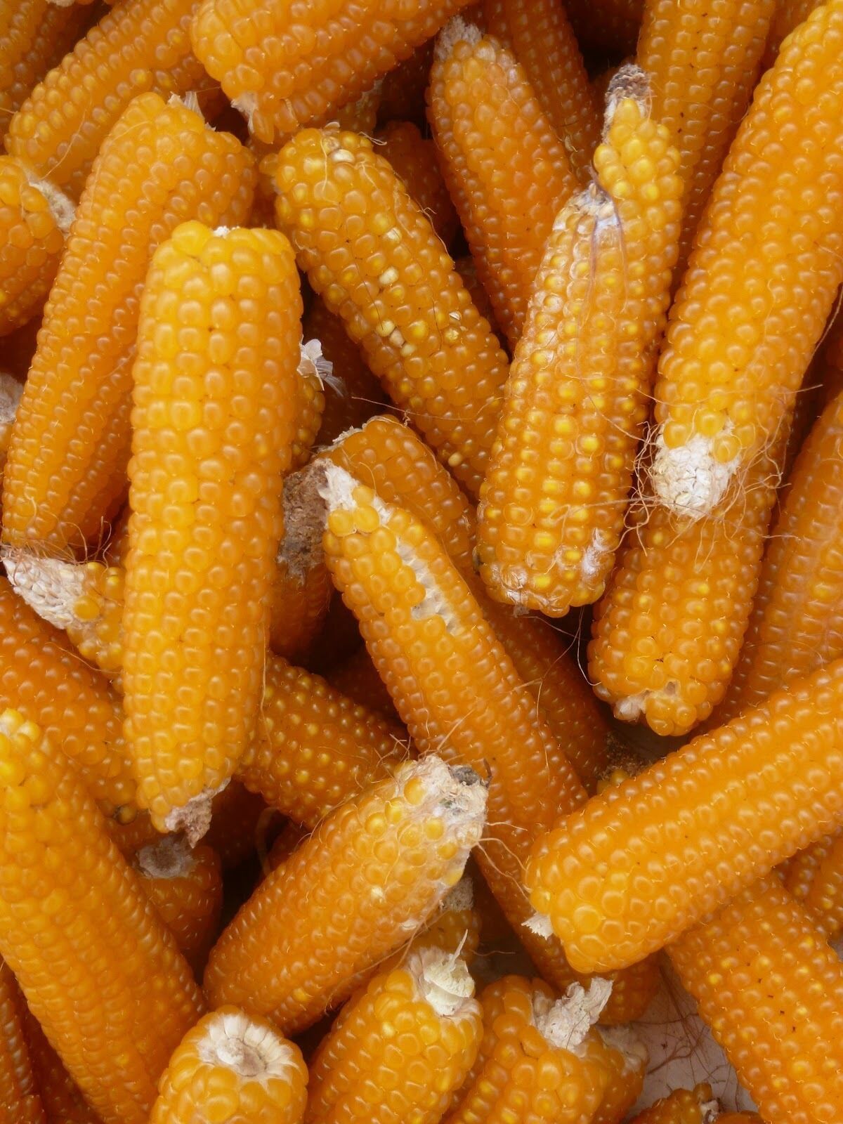 LADYFINGER POPCORN SEEDS * TENDER * DELICIOUS * HEIRLOOM * 50 SEEDS