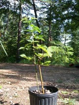 Cheyenne Blackberry 1 Gal. Plant Garden Plants Large Healthy Sweet Blackberries - $48.45