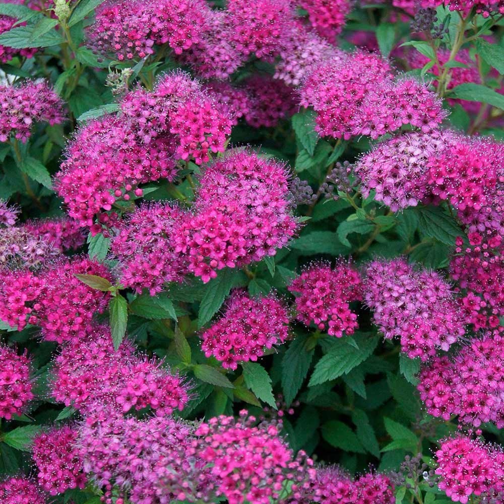 Spiraea Anthony Waterer 3 Flowering Shrubs Plants W