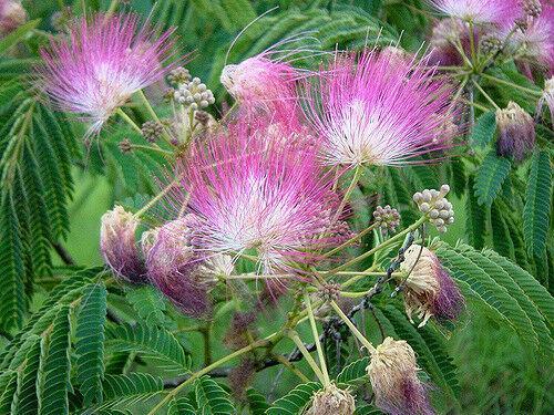 10 Purple Mimosa Tree Seeds Silk Tree Albizia julibrissin Perennial ...