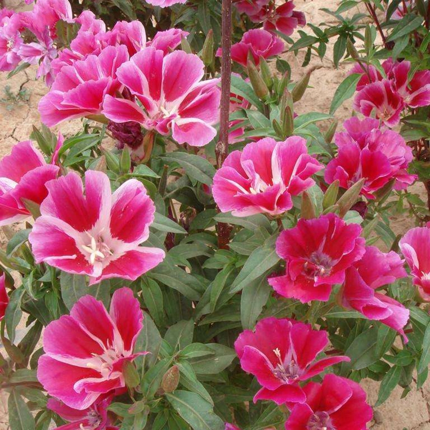50 Seeds/Bag Satin Flower Seeds Godetia Amoena Don Seed Bonsai Plants
