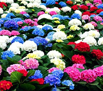 “ 100 PCS Hydrangea Bonsai Flower Seeds - Mixed Blue Pink Red Flowers GIM “