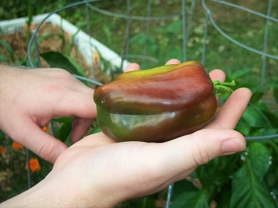 30 CHOCOLATE BEAUTY BELL PEPPER Sweet Brown Capsicum Annuum Vegetable ...