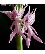Rare Human Face Orchid Perennial Plant Flowers, light up garden, 100 seeds - $14.80