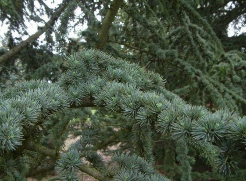 5 Pcs Seeds Cedar Of Lebanon Cedrus Libani Tree DL Seeds & Bulbs