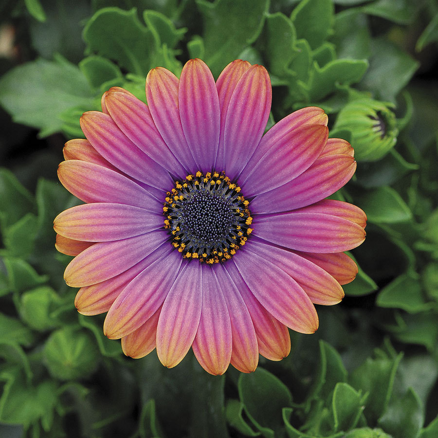 Primary image for " 20 seeds 'Copper Amethyst' African Daisies Seeds Must-Grow Gorgeous Fantastic 