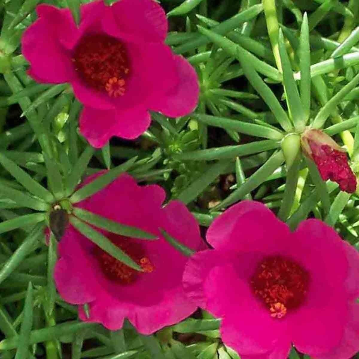 MOSS ROSE 600 SEEDS PURSLANE PORTULACA GRANDIFLORA GROUNDCOVER DROUGHT