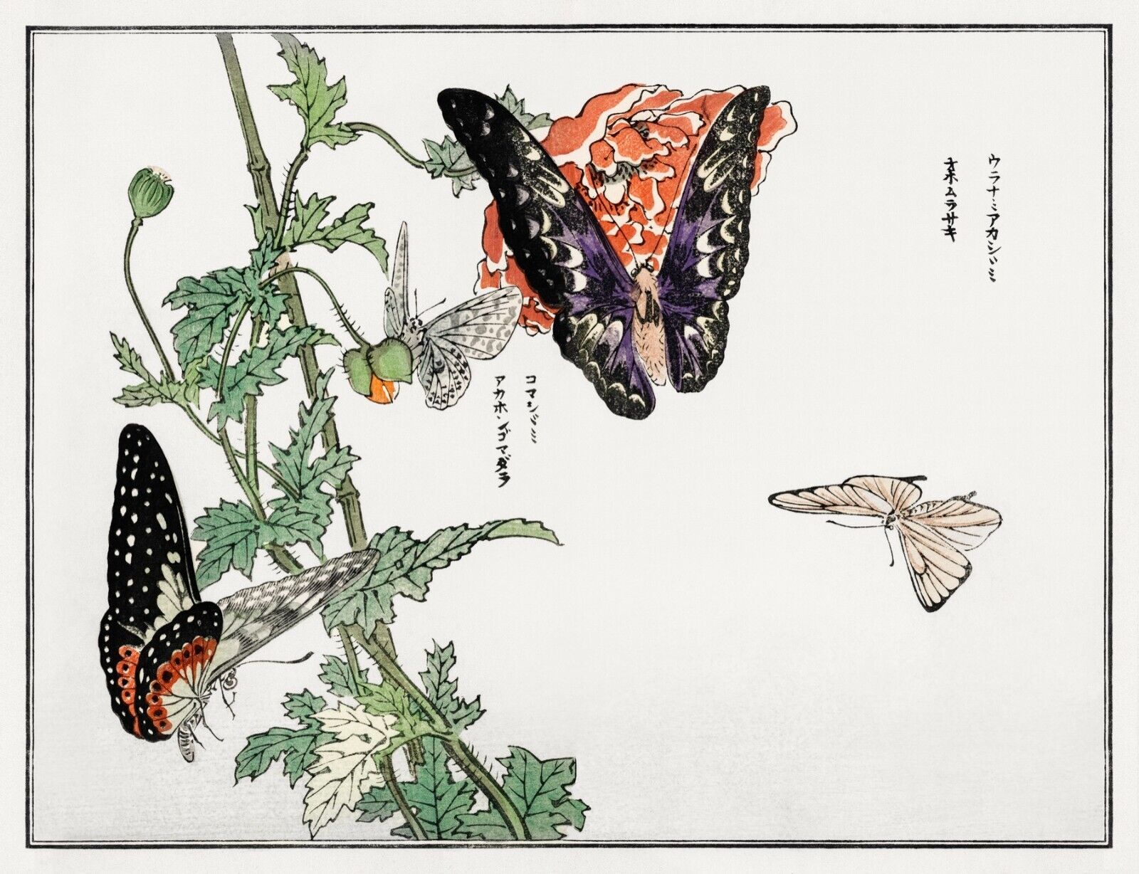 10060.Decor Poster.Room home wall.1910 Japan print.Morimoto Toko art.Butterflies