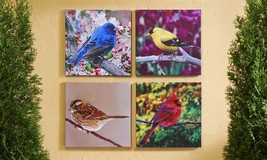 Bird Framed Prints Set of 4 Stretched Canvas & Wood Cardinals Blue Jay 18" x 18"