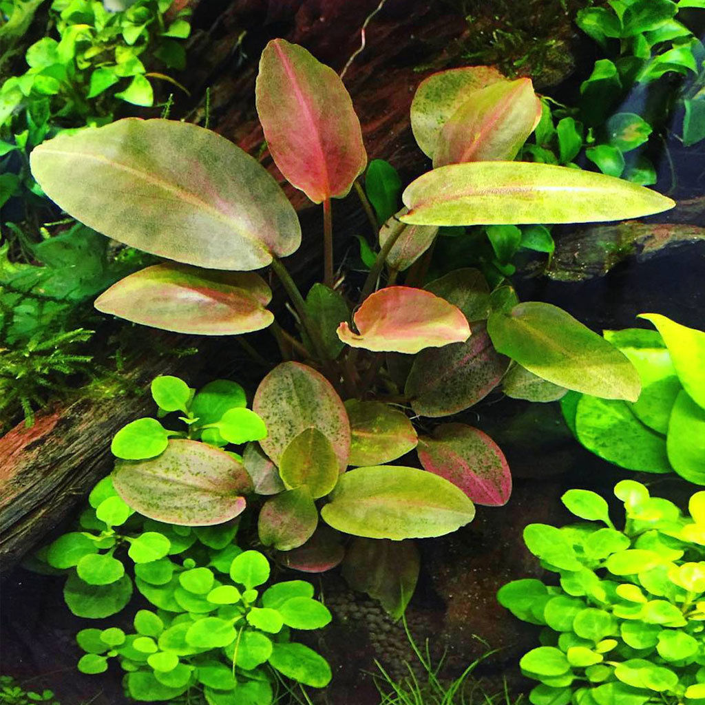 Lagenandra Meeboldii Red Tissue Culture Crypt Fresh Live Aquarium ... - 37