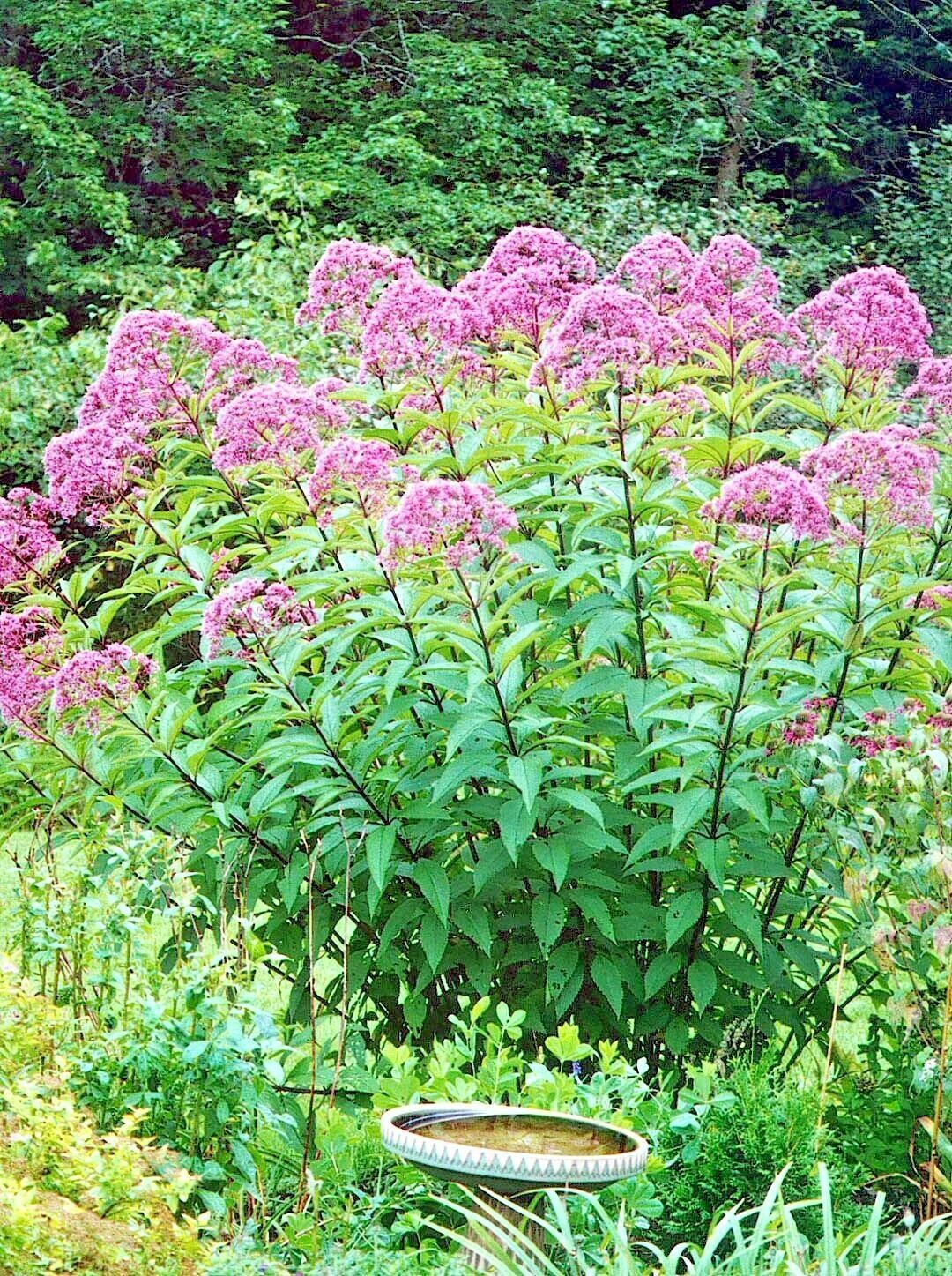 100+SWEET JOE PYE WEED Flower Seed Vanilla Scented Native Wildflower ...