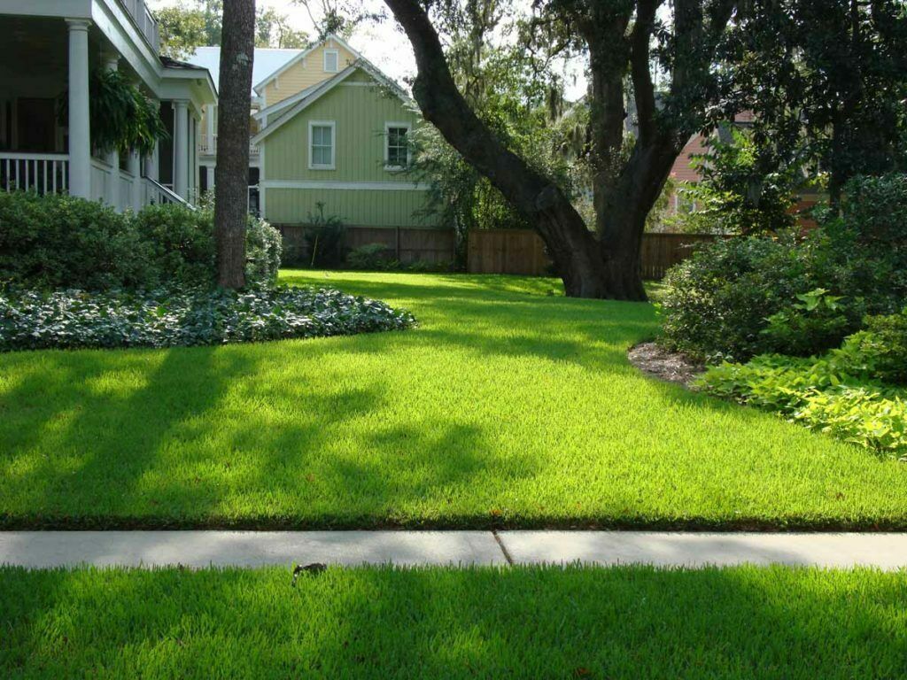 St. Augustine 'Palmetto' 18 Grass Plugs Drought, Salt & Shade