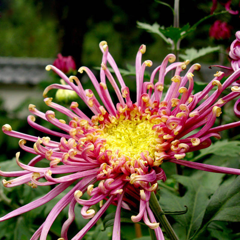 100 Pcs Rare Fireworks Pink Chrysanthemum Seeds Chrysanthemum