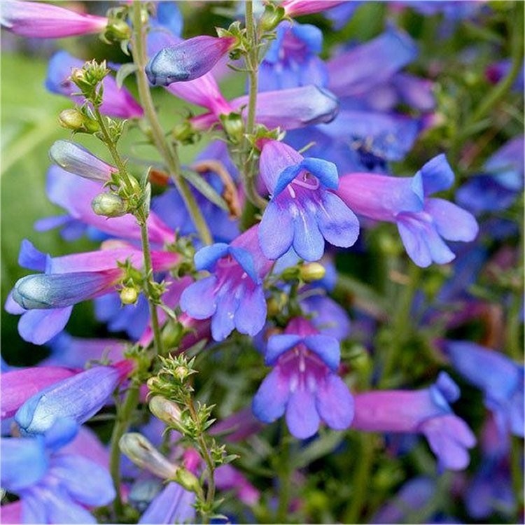 50 Seeds Penstemon Blue Spring Flower Seeds Beardtongue - Perennial Seeds