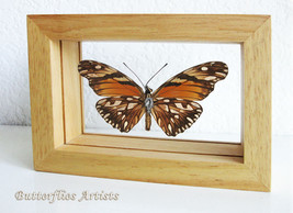 Dione Juno Orange Silver Spots Real Butterfly In Entomology Double Glass... - $58.99
