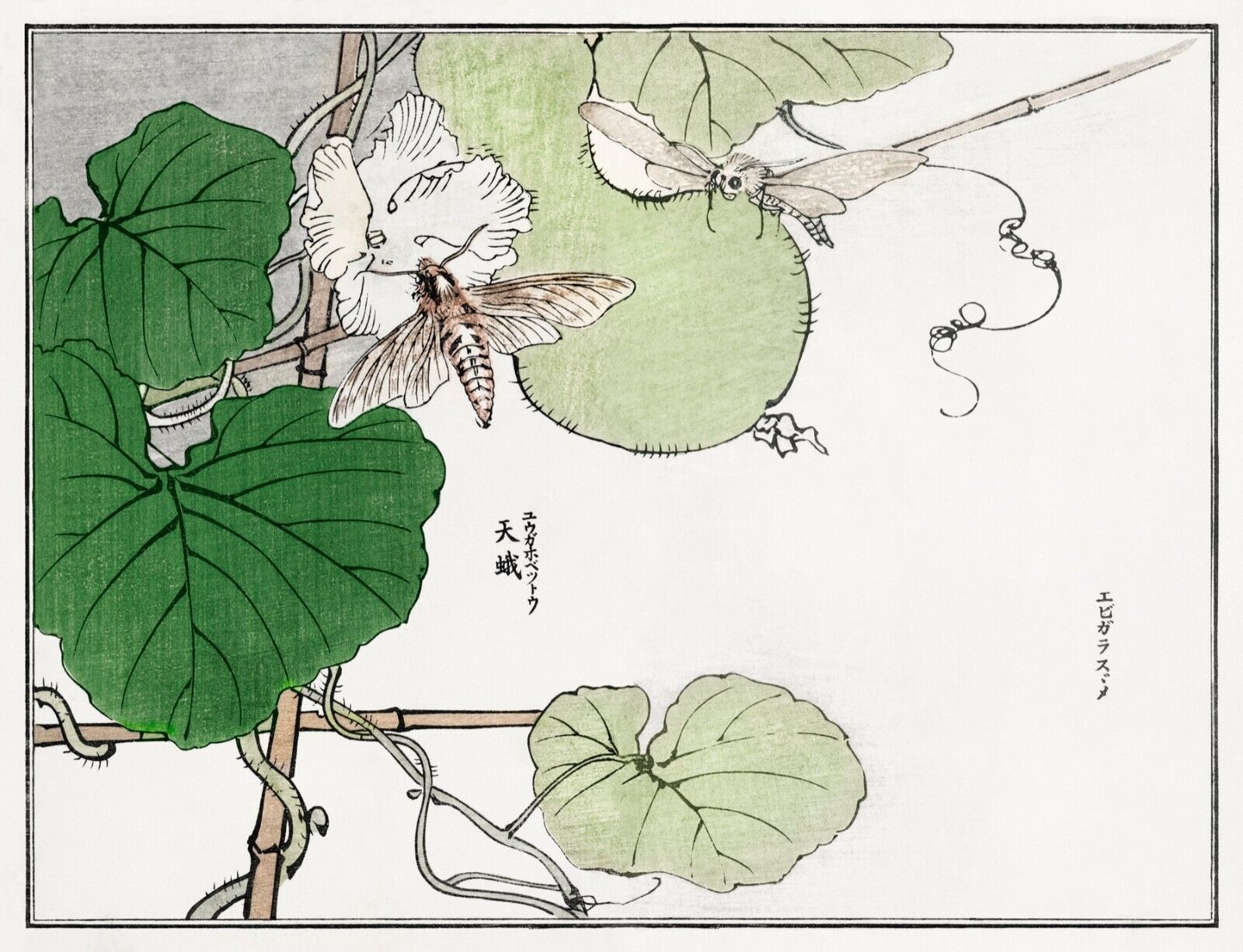 10059.Decor Poster.Room home wall.1910 Japan print.Morimoto Toko art.Moths