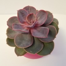 Live Succulent in Red Self-Watering Pot - Echeveria Red Sky, 3" Plastic Planter image 7