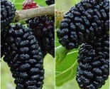 1-2" Black Mulberry Tree, Potted Plant in Dormancy - Home Gardening - £58.80 GBP