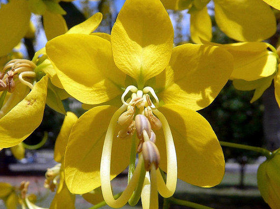 30 Seeds Cassia fistula Golden Shower Tree and 50 similar items 30 Seeds Cassia fistula Golden Shower Tree and 50 similar items