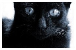 HAUNTED witches CAT SPECIAL FAMILIAR Wicca Magick money get that magick! - $33.77