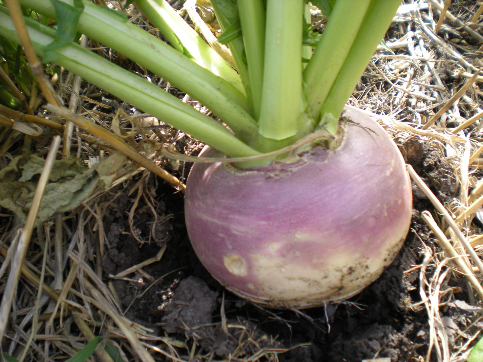Deer winter food plotRadish/Turnip/Sugarbeet 550 Annual & Biennial
