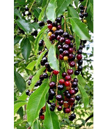 Black Tartarian Cherry tree seedling, 18-24 inches tall - $59.95