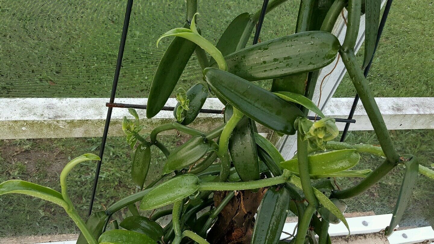 vanilla bean orchid for sale