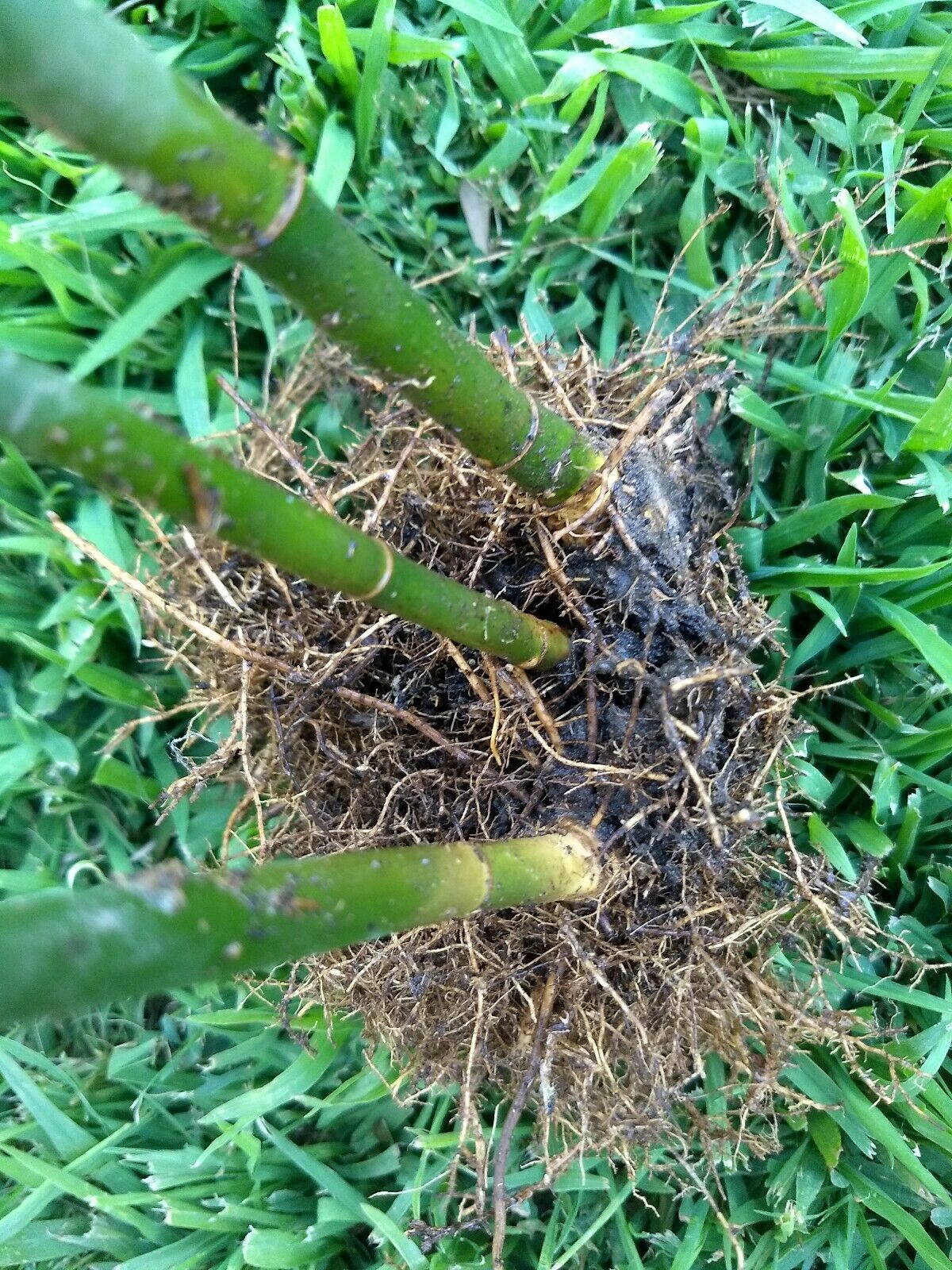 3 ft Fast Growing Clumping Bamboo plant With Roots NonInvasive*Privacy