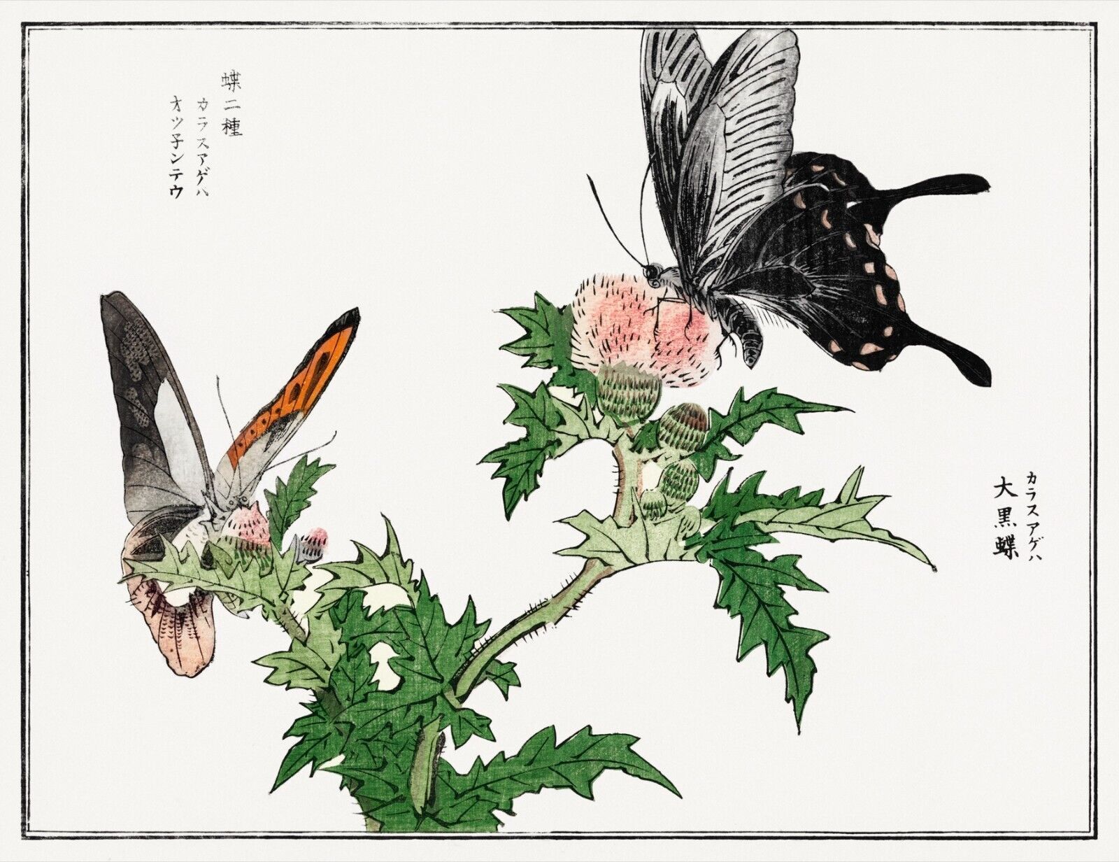10058.Decor Poster.Room home wall.1910 Japan print.Morimoto Toko art.Butterflies