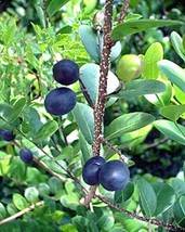 Chrysobalanus icaco COCOPLUM sweet exotic tropica edible fruit seed 15 SEEDS - $12.99