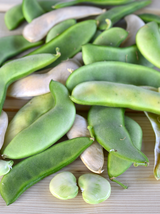 Bean Seeds - Lima - Henderson Lima- Vegetable Seeds - Outdoor Living - Gardening - $34.99