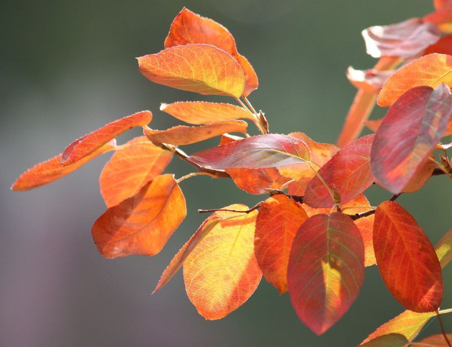 Saskatoon Serviceberry Amelanchier alnifolia Seeds(Edible, Fall Color