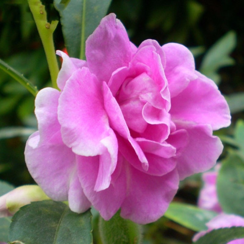 Potted Flower Seeds Purple Garden Balsam Camellia