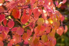 Chicago Lustre viburnum shrub 2.5" pot image 5