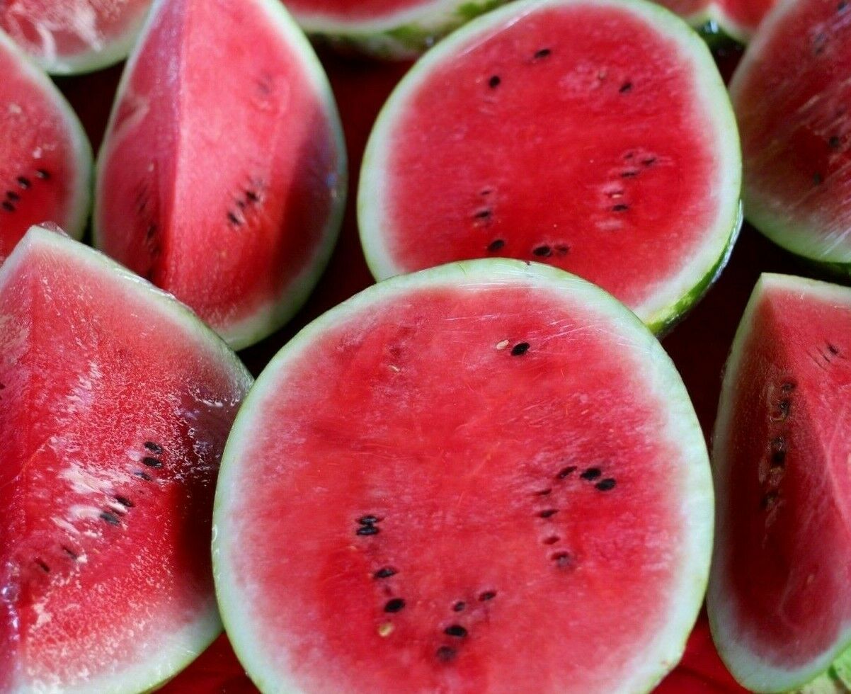 50+ SUGAR BABY WATERMELON SEEDS SWEET FRUIT HEIRLOOM NON