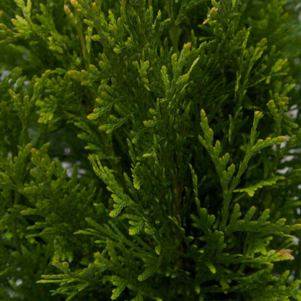 1gallon Potted Green Giant Arborvitae Tree Thuja Super Root Established 