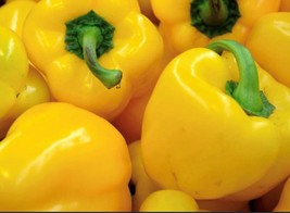 Golden California Wonder Pepper Seeds | Sweet | Heirloom | Organic Bell Peppers - $1.99+