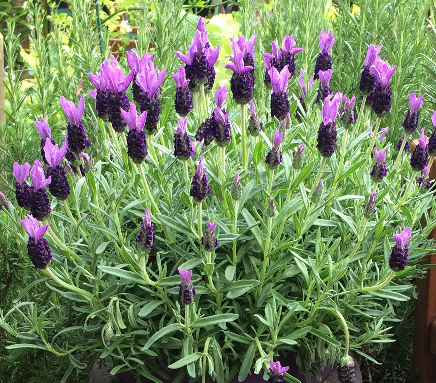 50 Lavender Herb Fresh Seeds, Lavender Flower Home Garden Live Plant Seeds