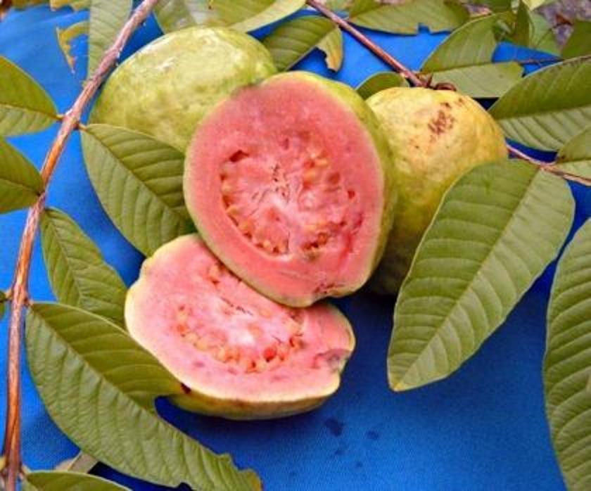 GUAVA tropical fruit Psidium guajava exotic tree seed edible guayaba 50