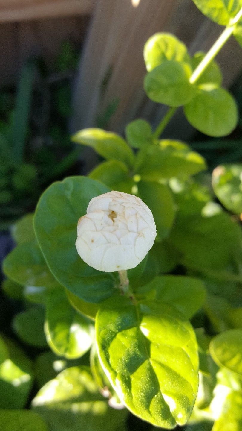 Jasmine Grand Duke of Tuscany Fragrant Jasmine Plants are 3 to 6
