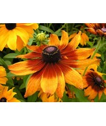25 Organic Gloriosa Daisy - Rudbeckia Hirta - Kelvedon Star Flower Seeds - $7.99