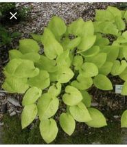 Hosta Little Aurora 4” Pot Zones 3-9 USA, rare plant - $31.25