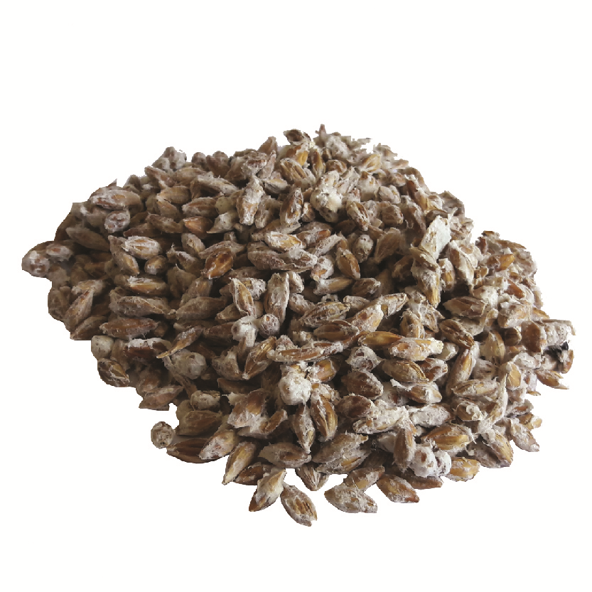 20 g WHITE MATSUTAKE Tricholoma Magnivelare Mushroom Spawn Spores Seeds