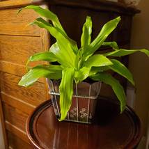 House Plant in Pot, Dracaena Limelight Deremensis, Lime Green, Metal Pla... - $26.99