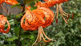 10 Tiger Lilies Bulbs~ DayLillies Orange Plant - $22.50
