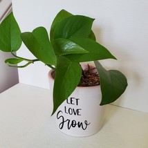 Jade Pothos Houseplant in Ceramic Planter, Let Love Grow Flower Pot, Epipremnum image 6