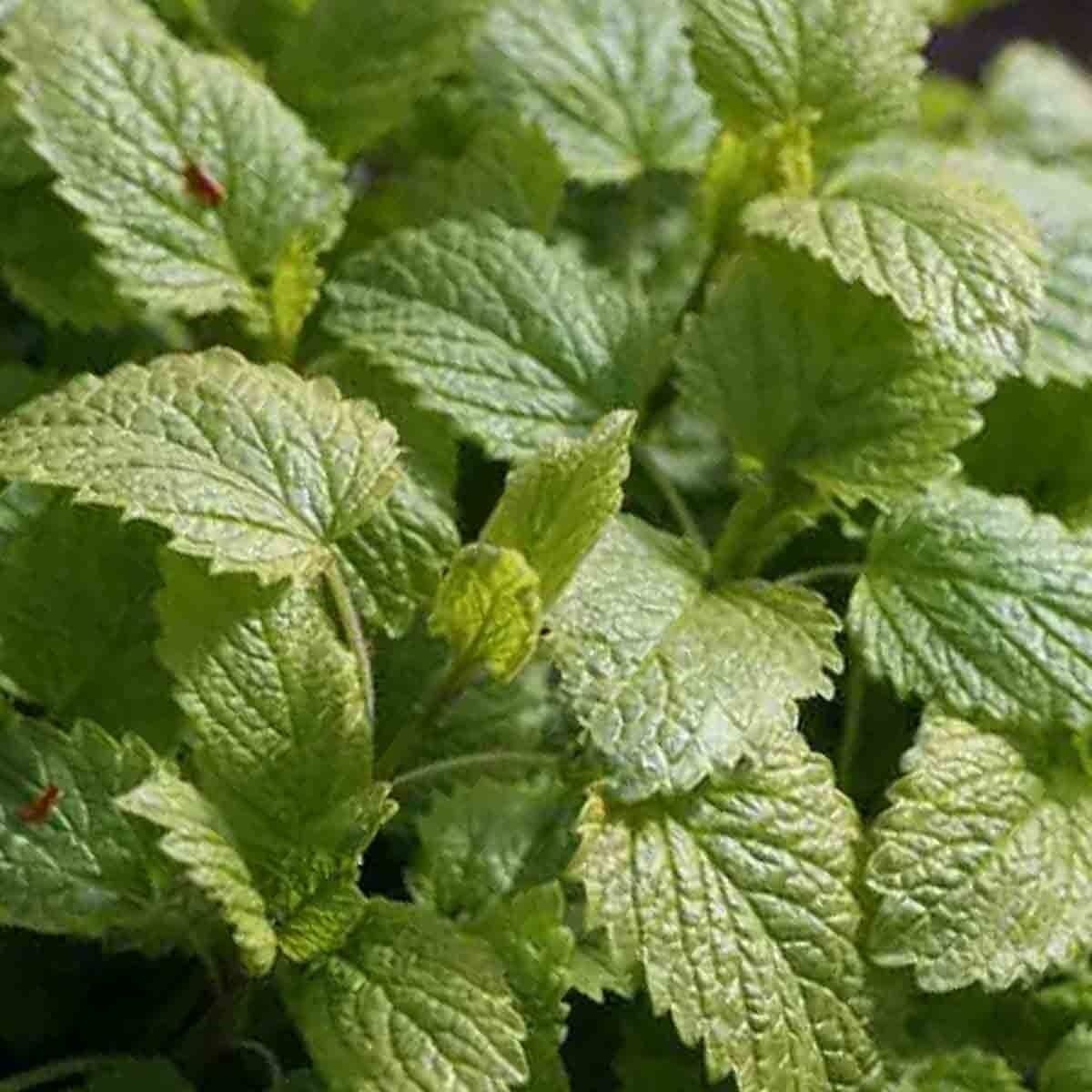 LEMON BALM 600 SEEDS PERENNIAL MOSQUITO INSECT REPELLENT