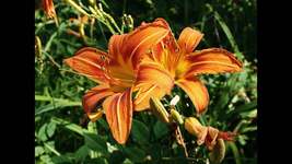 Wild Orange Daylily 25 fans/root systems ditch lily image 3